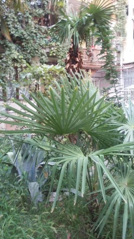 Гостевой дом Joniskera Тбилиси-74