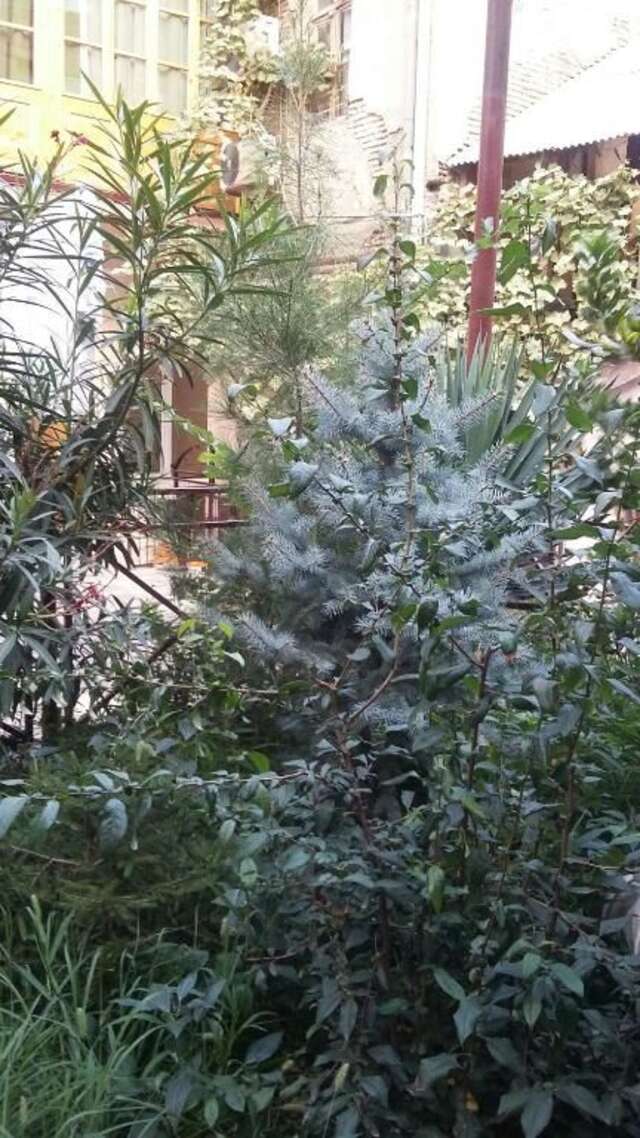 Гостевой дом Joniskera Тбилиси-78